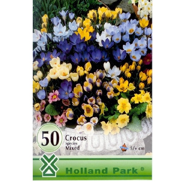 Crocus Botanical mixed / Botanikai krókusz színkeverék 50 db