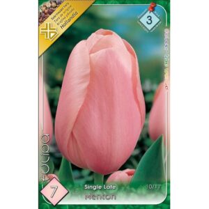 Tulipa Menton / Egyszerű virágú késői tulipán 7 db
