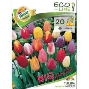 Tulipa Triumph mix 20 db / Triumph tulipán színkeverék 20 db