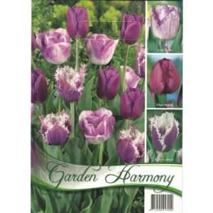 Tulipán kollekció 3×5 db / lila