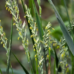 Angolperje Tetraploid – PRANA 25 kg