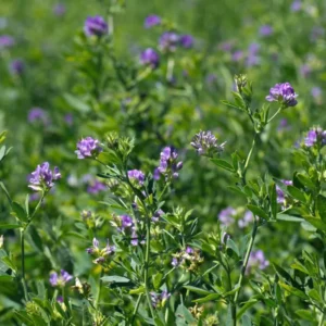 Lucerna – GIULIA, oltott vetőmag 25 kg