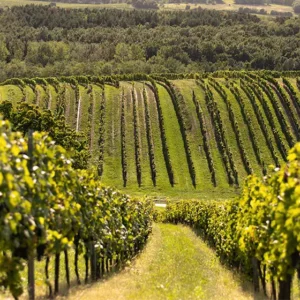 Largo Vino sorköztakaró keverék 25 kg