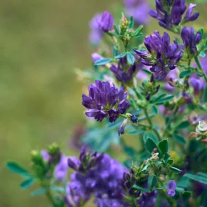 Lucerna – SZARVASI AS3 vetőmag 1 kg